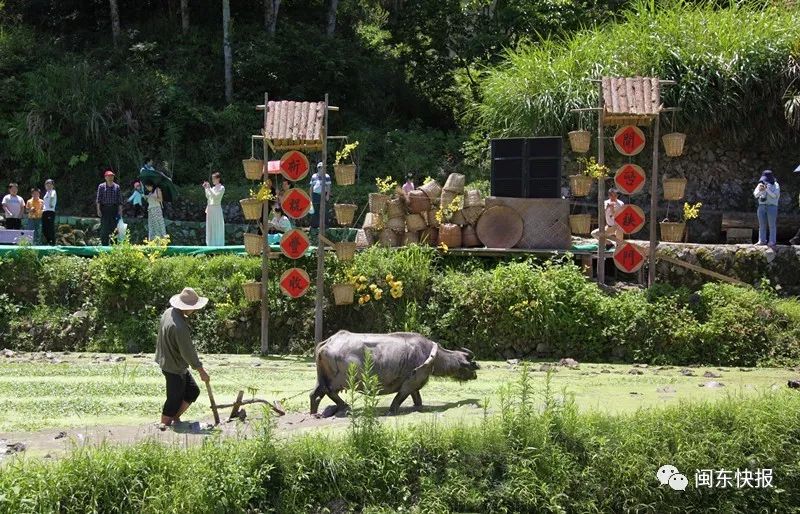 文旅聚焦 屏南厦地古村农耕文化节:田园盛事唤醒乡土记忆