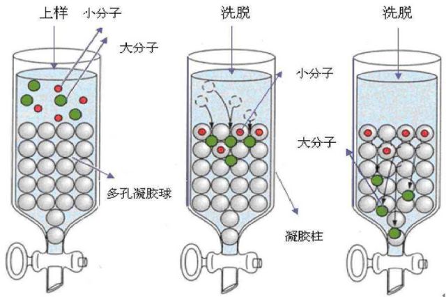 来看看凝胶过滤层析(分子筛层析)的图就明白为什么分子量大的先被