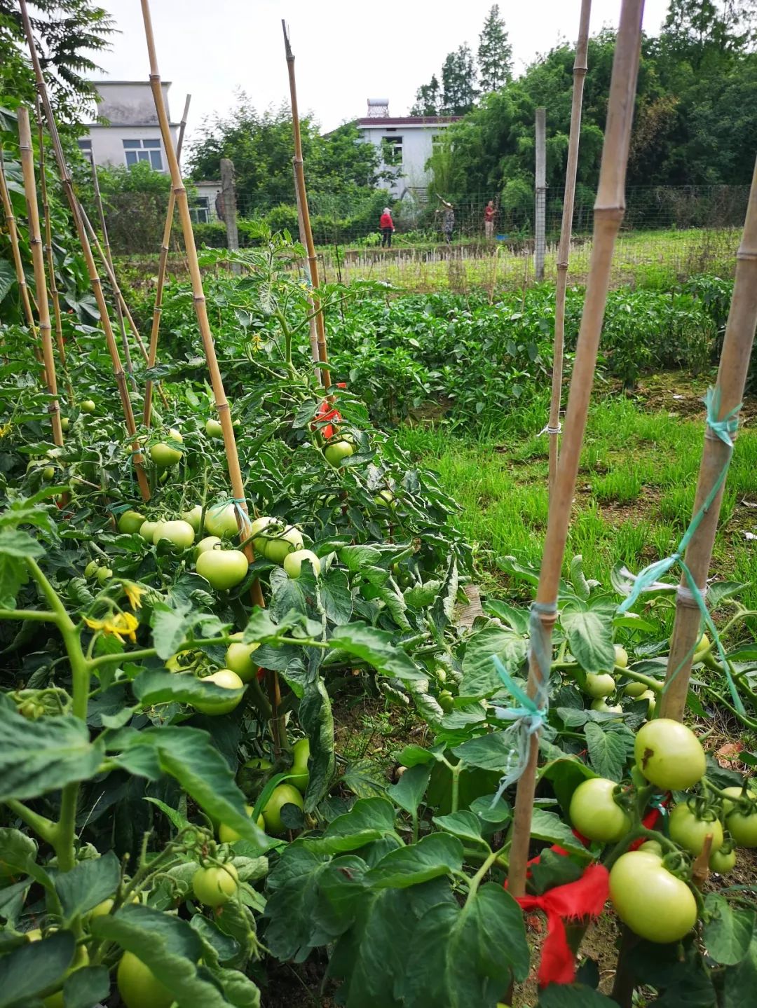 这里的农家菜园让我们想念童年!