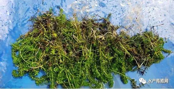 你的水草是不是又飘了怎么防止虾塘蟹塘漂草