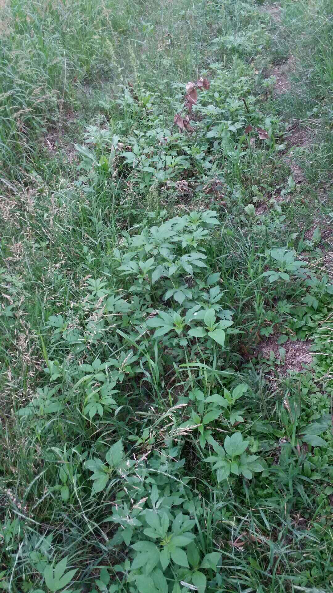 原创恶性毒草三裂叶豚草惊现大连普兰店区王山头河畔