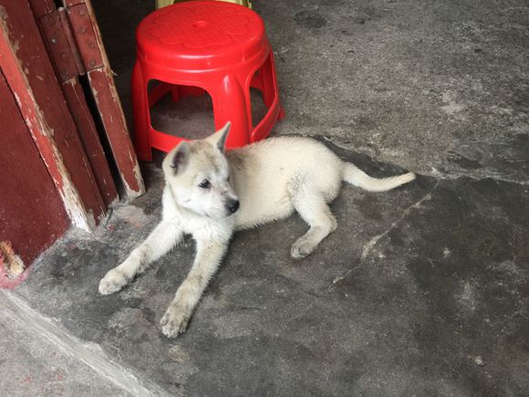成语什么埋土狗_小土狗