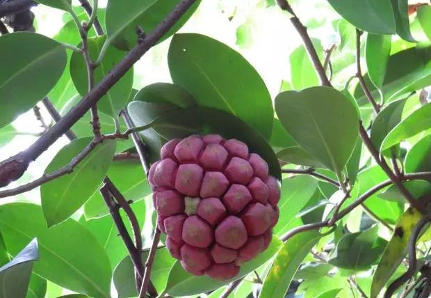 [农村这种水果，外表像“地雷”，人们叫它“黑老虎”，价值珍贵] 地雷 水果