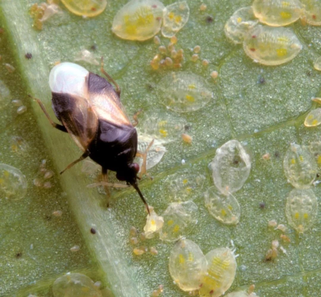 小花蝽成虫体长2～2.5mm,全身具微毛,背面满布刻点.