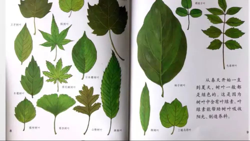 【科学小故事】为什么树叶会变色?