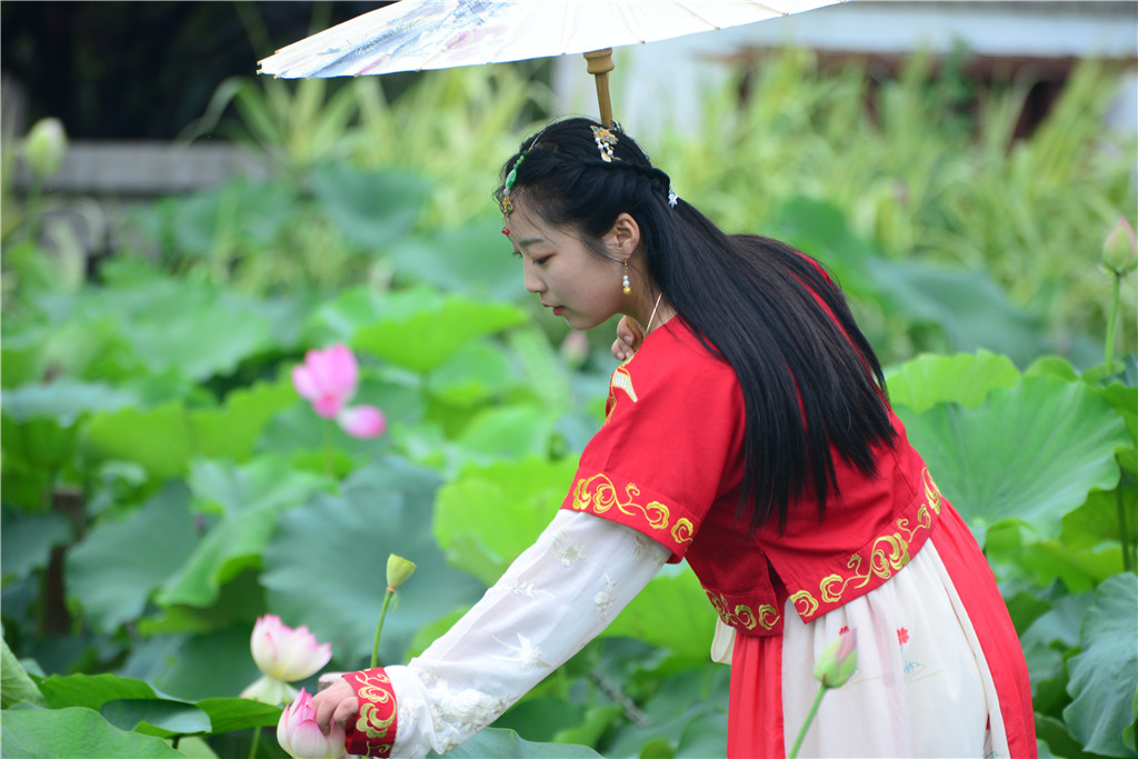 穿汉服,赏荷花,拍美照!西安这里的荷花实景图及攻略请收好!