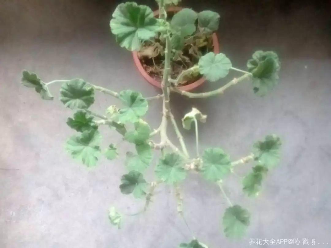 什么花可以去除屋里的潮湿 e66066876c8d4fe7b1e1ebac3789b7c3.jpeg