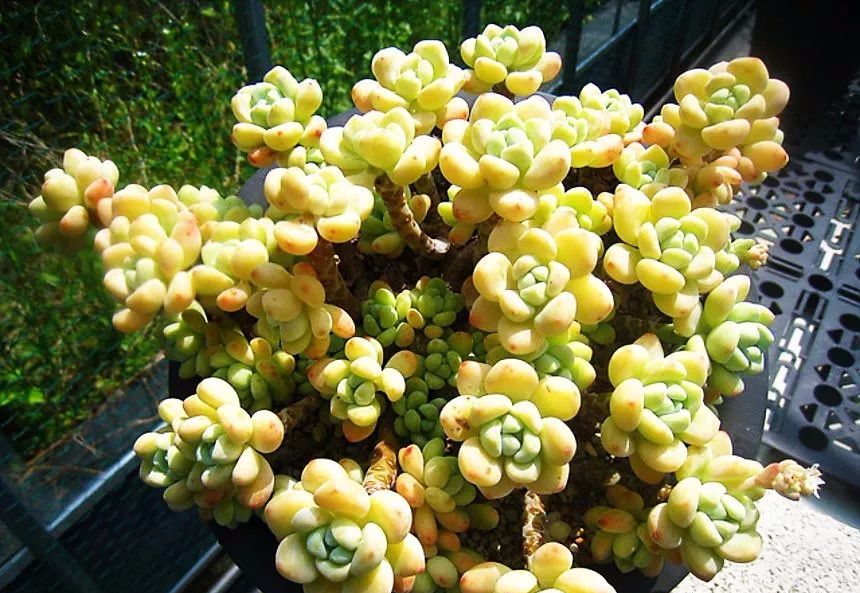 多肉种植经验分析 ef3474c286254afdb9555382626bfdef.jpeg