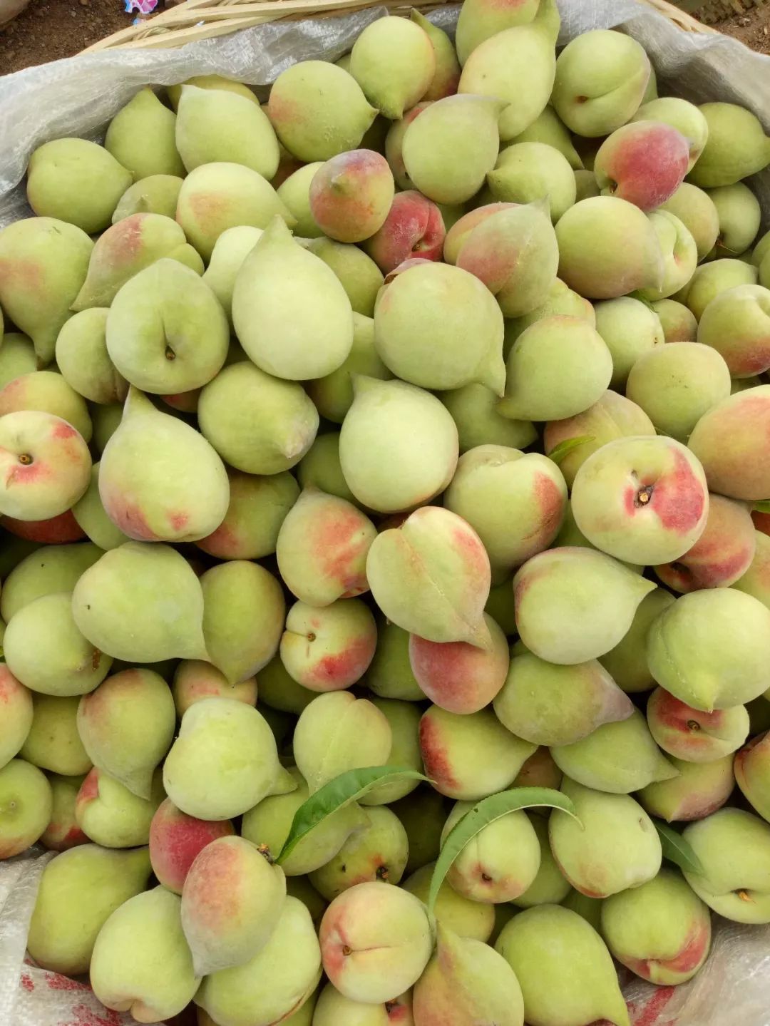 鹰嘴蜜桃上市开抢,开远人快来“甜蜜一夏”吧~