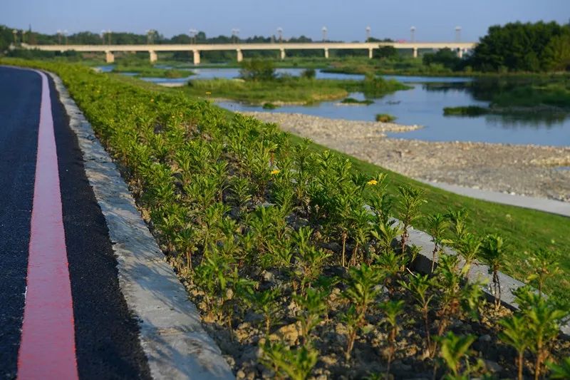 5km西河新津段左岸生态河堤是贯通新津与崇州的生态廊道又肩负着优化