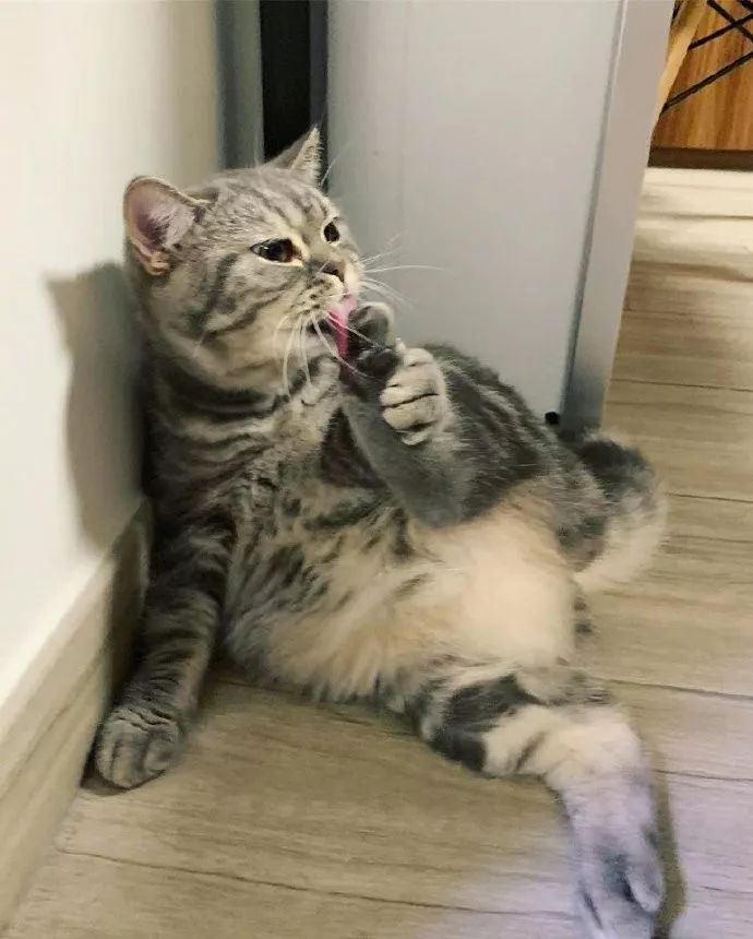 传说中的香港脚,猫咪却吃得津津有味,太不可思议了!