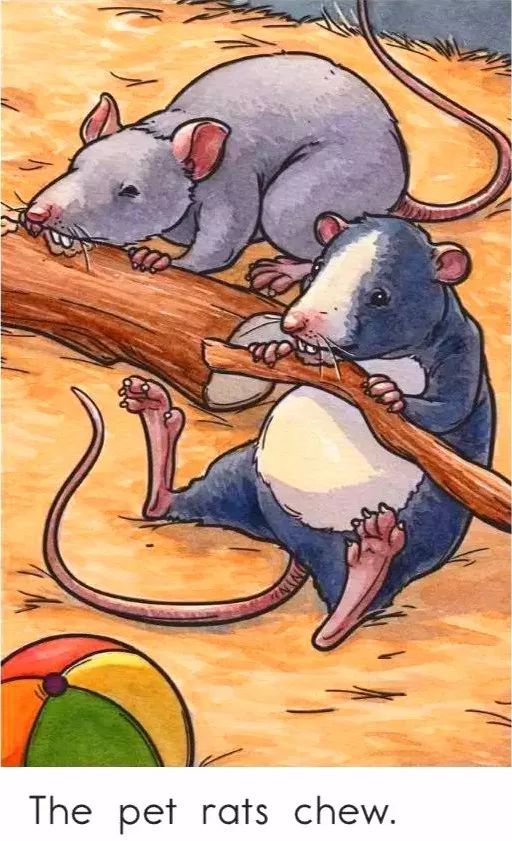 the pet rats chew.