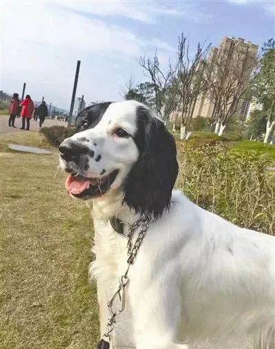 搜救犬俩兄弟被累瘫：妈妈是汶川功勋犬，弟弟因救援牺牲