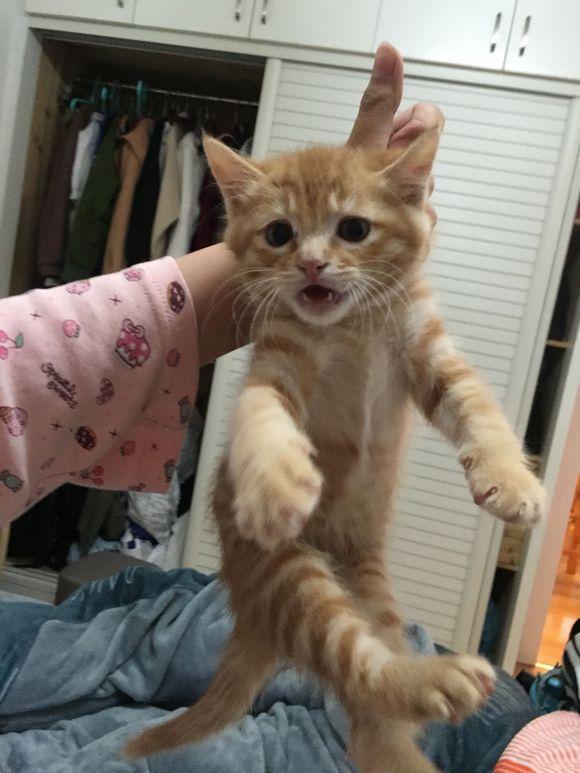 女孩求助如何训猫,网友纷纷出招,最后这位厉害