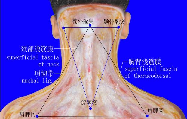 人体软组织立体三角平衡原理学说