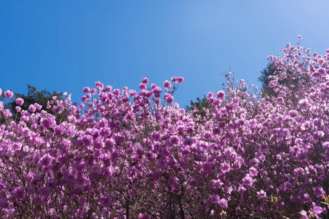 原創
            鄂豫皖邊界的低調城市，蘇軾為它癡迷，風景美爆還藏了個避暑勝地！ 旅遊 第19張