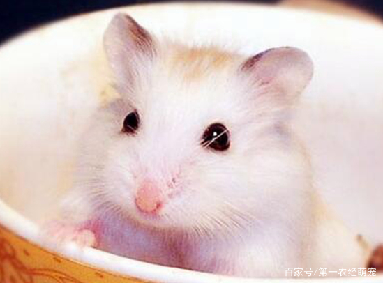 仓鼠是天生的影帝,装死时真吓人,到底如何判