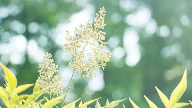 今日夏至!关于夏至的这些事,你家孩子知道吗?