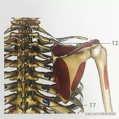肩胛内侧缘,上角,下角_位置