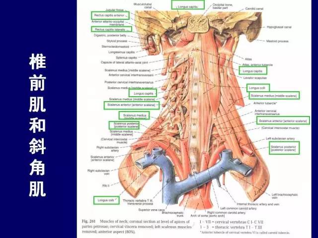 必点收藏 | 高清版颈部断层解剖