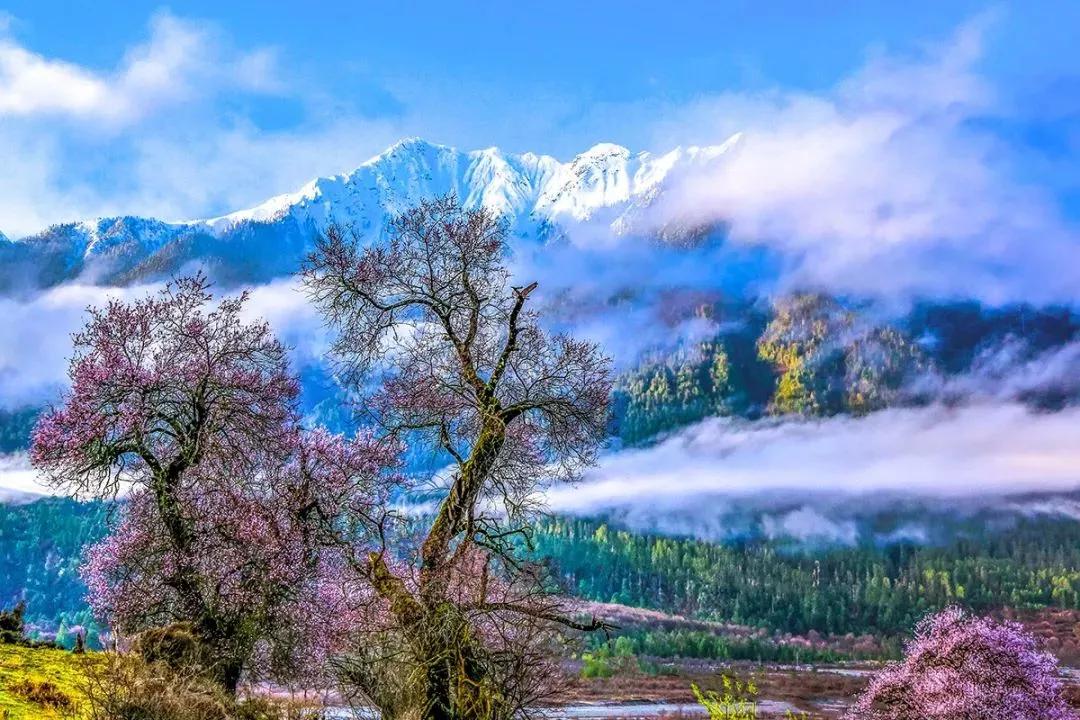 桃花沟三面环山,溪水倾泻而下,岸边野桃勃勃,不远处的尼洋河溪畔,桃林