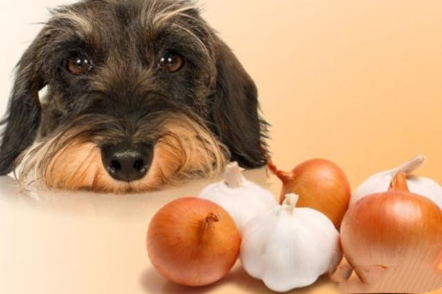 [想把狗狗养好，就不要给它们吃这5种食物！会害了它们的]养的狗狗被别人吃了