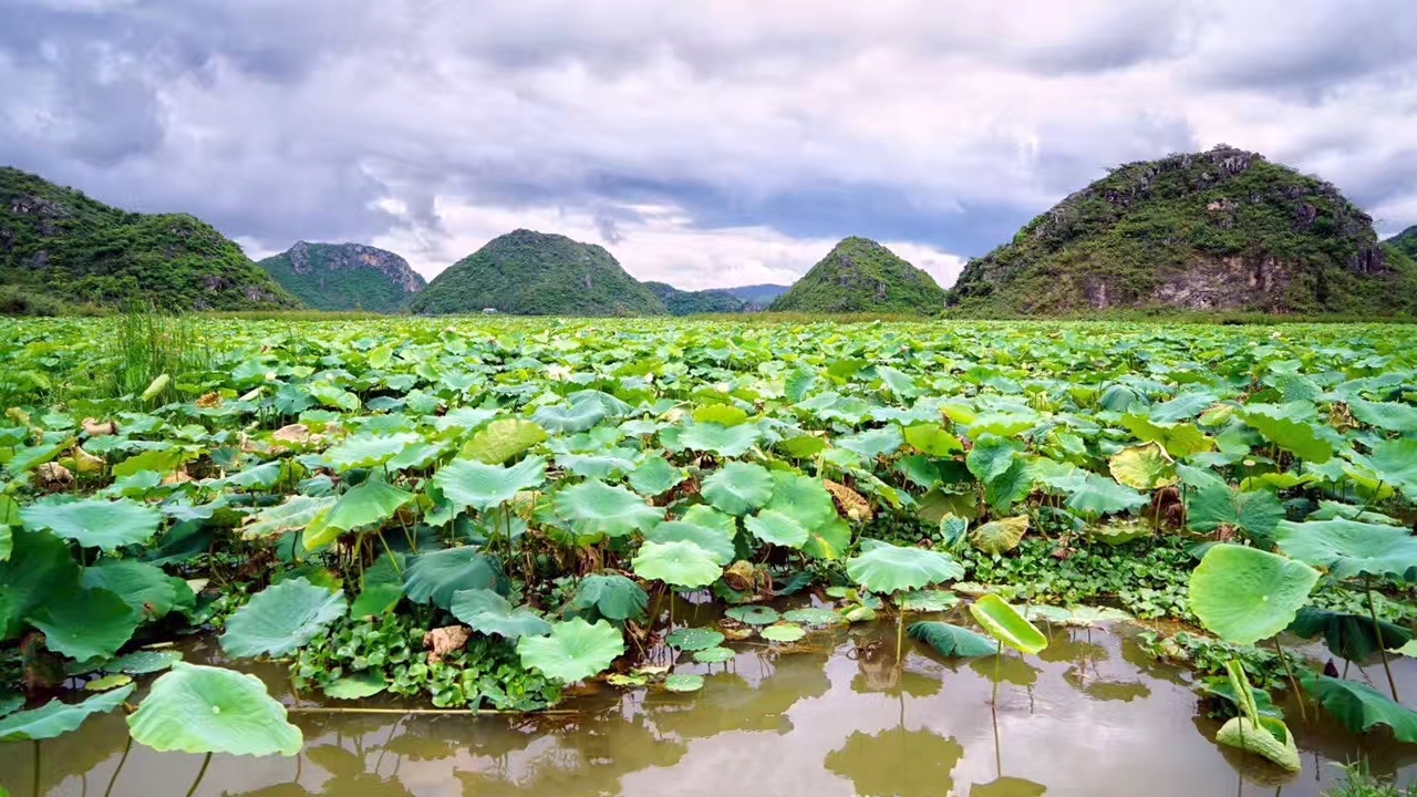 原創
            避暑旅遊去雲南普者黑，這個小眾彝家水鄉，沒想到倒是絕美賞荷花勝地 旅遊 第4張