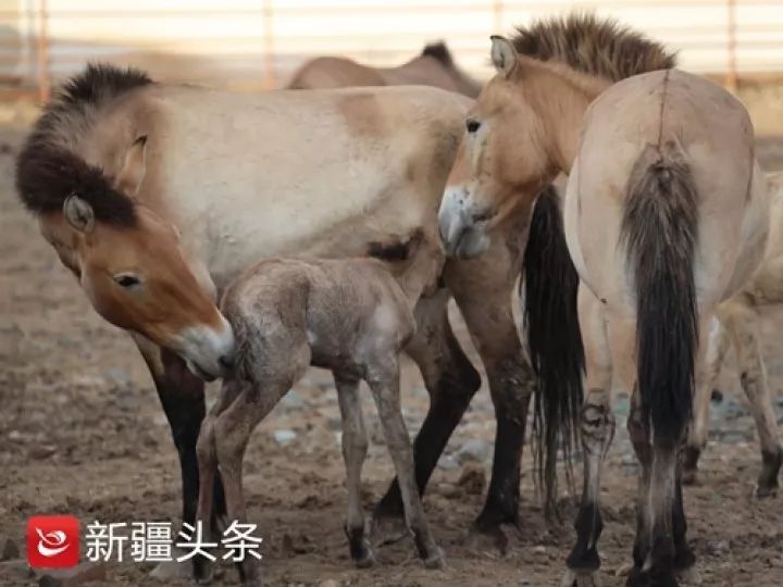 新疆是个好地方 近日 记者从新疆卡拉麦里山有蹄类野生动物自然保护