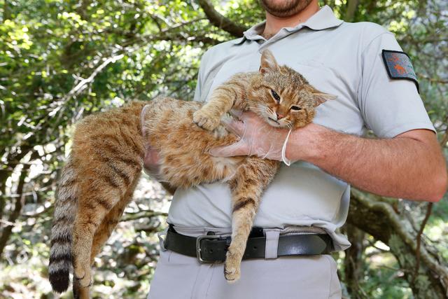 原创法国发现新物种"猫狐",科学家抓住它时,这种野猫流泪了