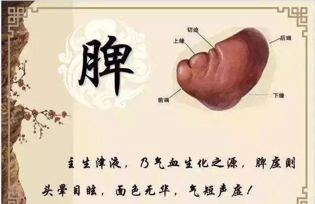 脾衰比肾虚更可怕,99%的人都不知道!