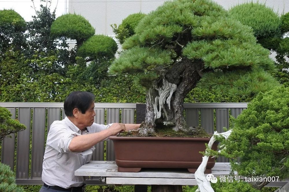 世界盆景大师木村正彦的盆景集_日本