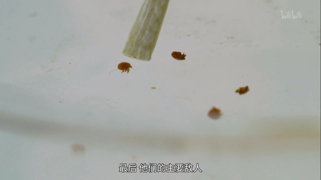 殺人蜂：不是我們想動手的，是蜜蜂真的弱！ 寵物 第7張