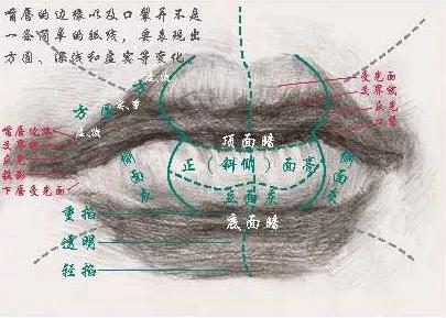 干货素描嘴部最详讲解美术生的福音