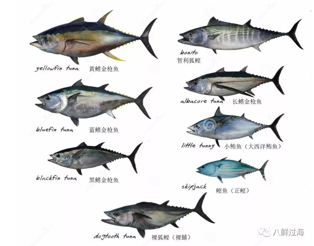 Albacore 中文