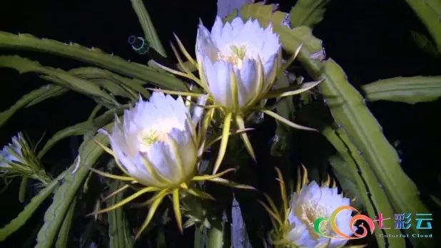 视频昙花一现美丽的火龙果花在黑夜里绽放