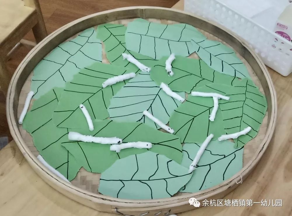 每年的四五月是春蚕养殖的大好时节,班级小朋友也开始兴起了
