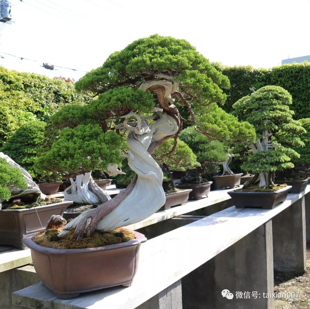 世界盆景大师木村正彦的盆景集_日本