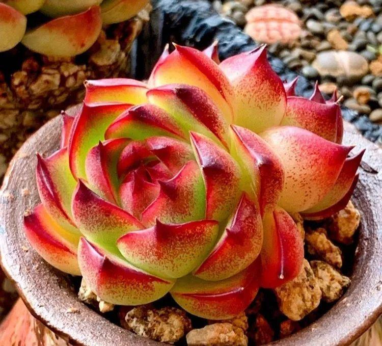 多肉怎么浇水最快最好 5e11643cf88845c4b6b83b94eaeb5f2a.jpeg