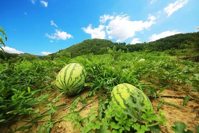 这个周六一起去龙山镇采摘西瓜啦!约起来