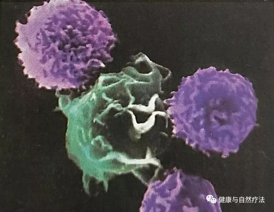 白血球细胞分为两种:b细胞在骨髓中成长;t细胞在胸腺中受训