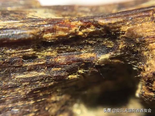 越南芽庄白奇楠