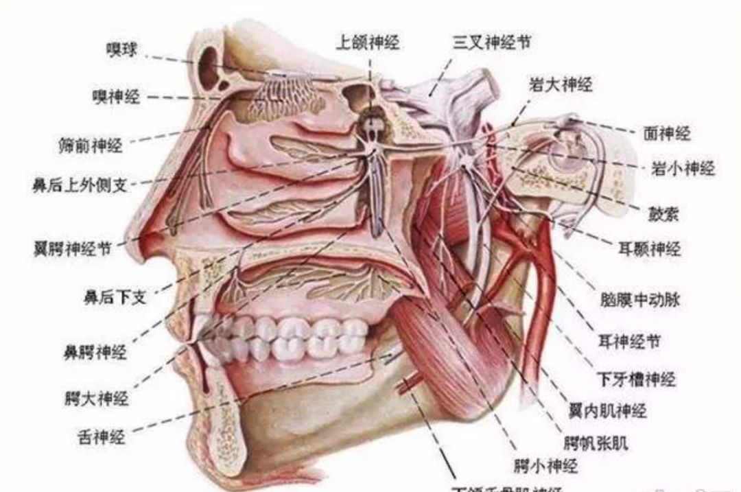 面部解剖图