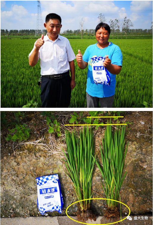 猛,植株矮壮,根系发达农户:尚老板地 址:江苏灌南县百禄镇使用面积:13