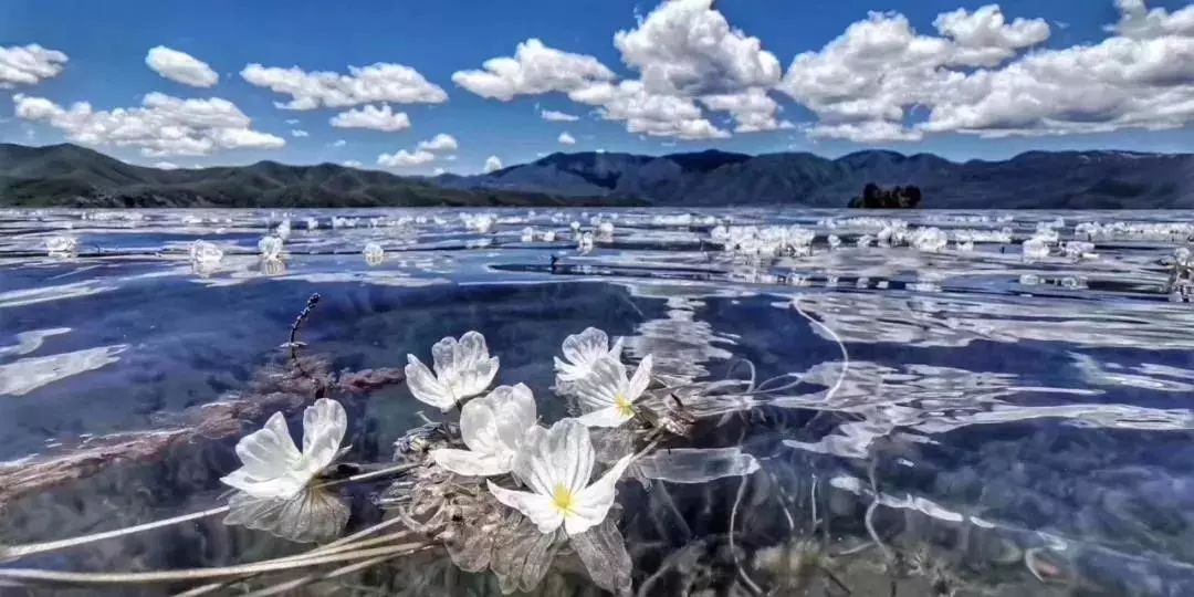 这个"水性杨花"我可以!_泸沽湖