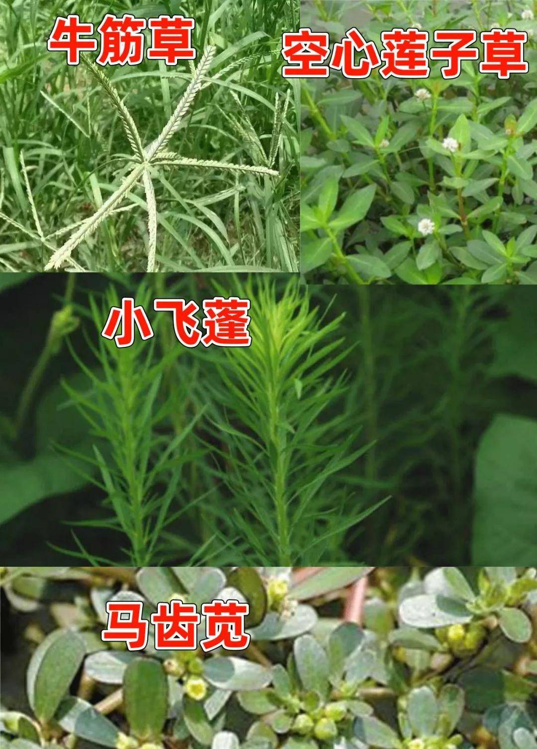 高抗性牛筋草,高抗性小飞蓬,空心莲子草,竹节草,马齿苋等