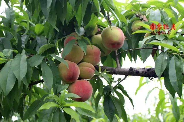 大的水蜜桃挂在枝间, 整个果园都弥漫着 醉人的果香 看着枝头累累果实
