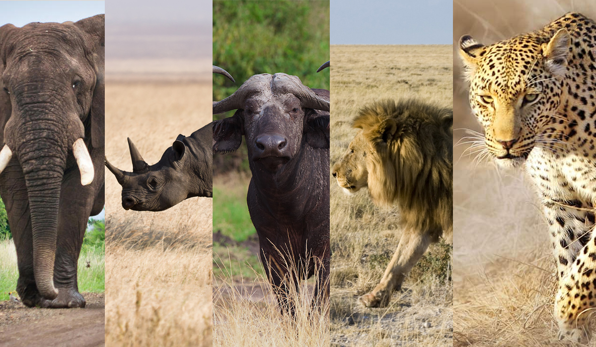 非洲野生动物中的五霸实力应该如何排序