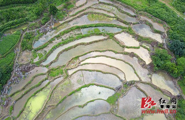 "6月19日,行走在永州市零陵区大庆坪乡,层层叠叠的梯田让人目不暇接