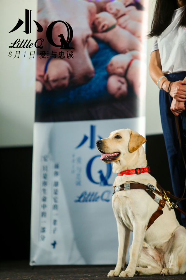 电影小q导盲犬事业需要社会更多关注