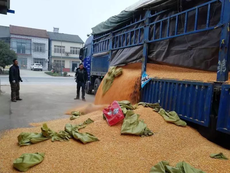 荆州真实版"破冰行动":满载玉米的货车,暗藏12000颗麻果.